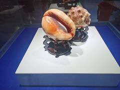 -贝壳王国博物馆