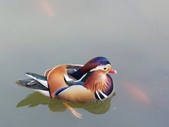 -三忘湖 SWANSEEN(柳荫公园店)