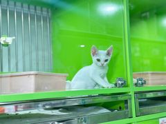 -唐小姐の猫狗洗护·购宠旗舰店(周浦万达店)