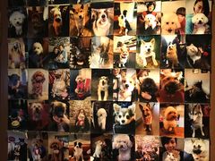 -百好乐宠物友好餐厅(朝外大街店)