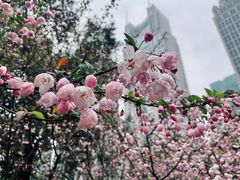 -陆家嘴中心绿地