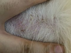 -美联众合动物医院·24h转诊中心