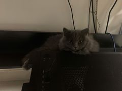 -lincat·猫舍(广州店)