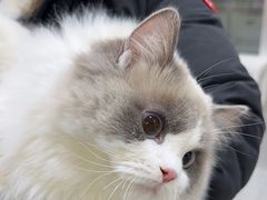 -纳吉亚猫专科动物医院(康都外科中心)