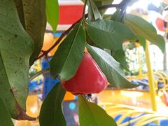 -南宫五洲植物乐园