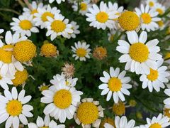 -Mr.Pizza米斯特比萨(五四广场青岛首店)