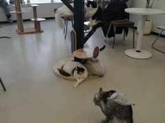 -共舞时光猫咖·狗咖(新街口店)