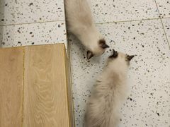 -猫域·湾主题猫咖·宠物吧(南坪城市广场店)