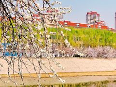 -桃花堤公园