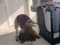 -佳雯宠物医院·皮肤科·内外科(春晓路分院)