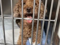 -爱侣宠医·鹦鹉专科·小型哺乳类·异宠专科(灵石路店)