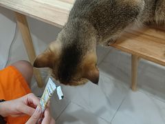 -楼上猫咖(罗湖店)