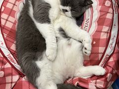 -御宝贝·A梦猫科宠物医院(国际猫友好医院)