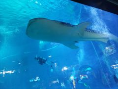 -烟台海昌鲸鲨海洋公园