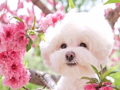 -超宠爱宠物摄影-Super pet