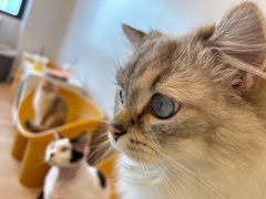 -有喵·猫咖·狗咖·30几只猫10只小狗(岗厦店)