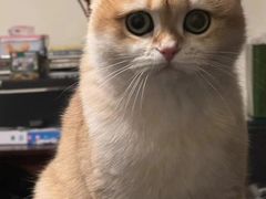 -东方名猫馆·英短金渐层布偶猫舍(环线广场1号楼店)