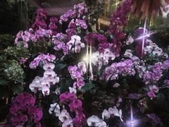 -正佳雨林生态植物园