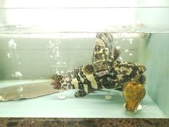 -甄御•海鲜新青岛菜(麦岛店)