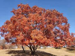 -五角枫生态旅游景区