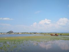 -乌兰布统草原