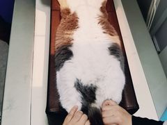 -纳吉亚猫专科动物医院·北北分院
