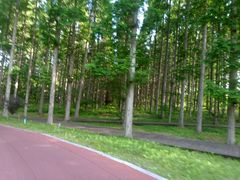 -黄海国家森林公园