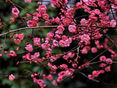 -上海吴淞炮台湾国家湿地公园