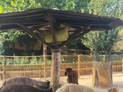 -石家庄市动物园