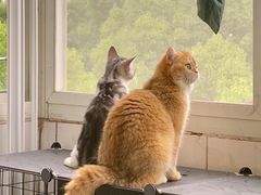 -东方名猫馆·英短金渐层布偶猫舍(环线广场1号楼店)