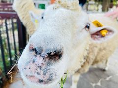 -神户市立六甲山牧场