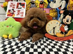-Pets First伊珊娜洗护·精致美容·家庭式寄养(新会路店)