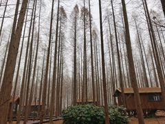 -黄海国家森林公园