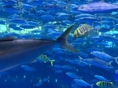 -成都浩海立方海洋公园