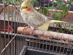 -more than meow吴止猫主题餐厅(承德 中船汇店)