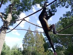 -上海野生动物园老虎餐厅