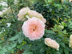 -人民公园(罗湖区)