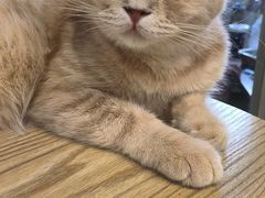 -楼上猫咖(罗湖店)