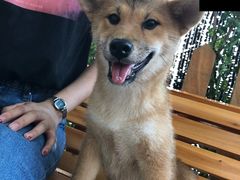 -柴犬高等学院·狗咖·柴犬售卖·宠物训练