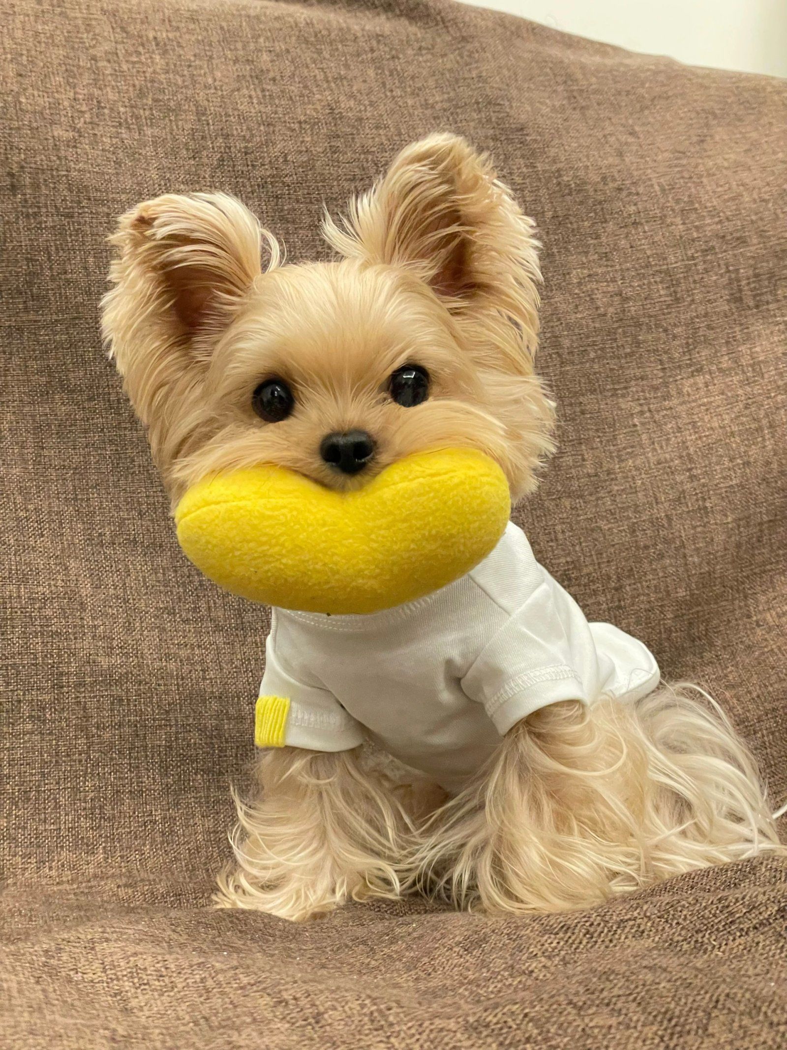 心形"嘴巴"的狗狗日常