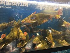 -盒马鲜生(曜一城店)
