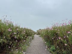 -西京湾花海