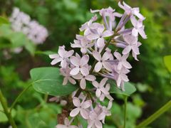 -鹫峰国家森林公园