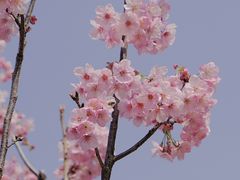 -顾村公园