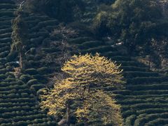-中国茶叶博物馆(双峰馆区)