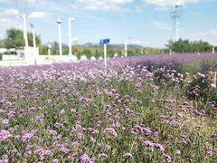 -羊亭河湿地公园