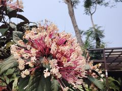 -海南热带野生动植物园