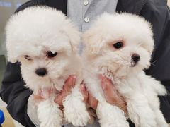 -翊宠yipet猫狗购宠庄园犬舍•猫舍