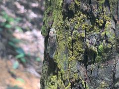 -火炉山森林公园