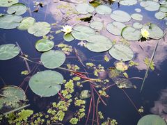-昆山城市生态森林公园